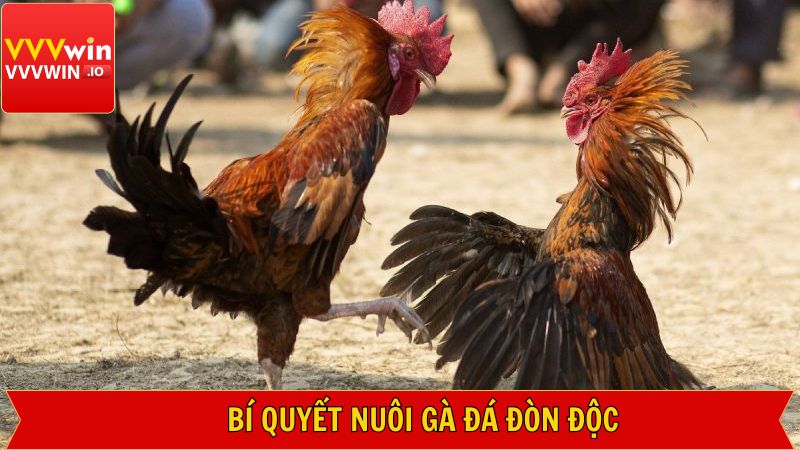Đá Gà Đòn Độc - Chiến Lược Đỉnh Cao Trong Trận Đấu Tại Vvvwin 4 Hướng dẫn kiến thức nuôi dưỡng đá gà đòn độc