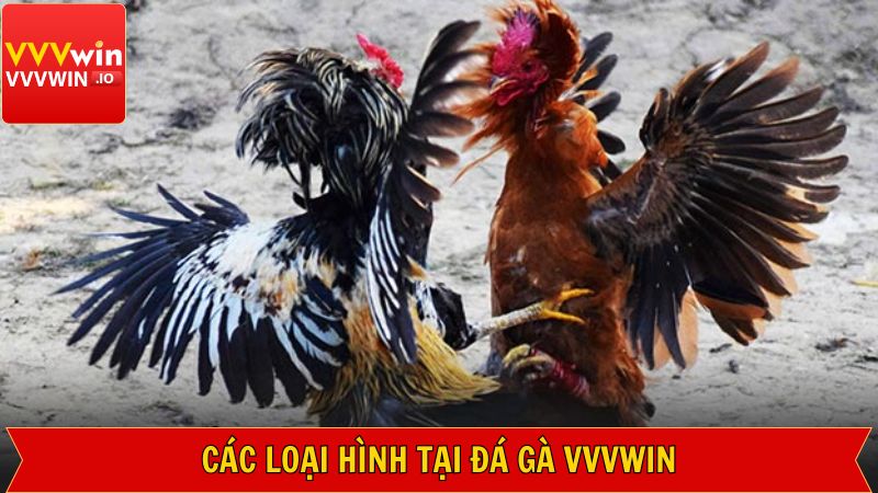 Đá Gà Vvvwin - Sảnh Cá Cược Kịch Tính, Hàng Đầu Năm 2025 3 Các hình thức giải trí thú vị tại sảnh đá gà Vvvwin