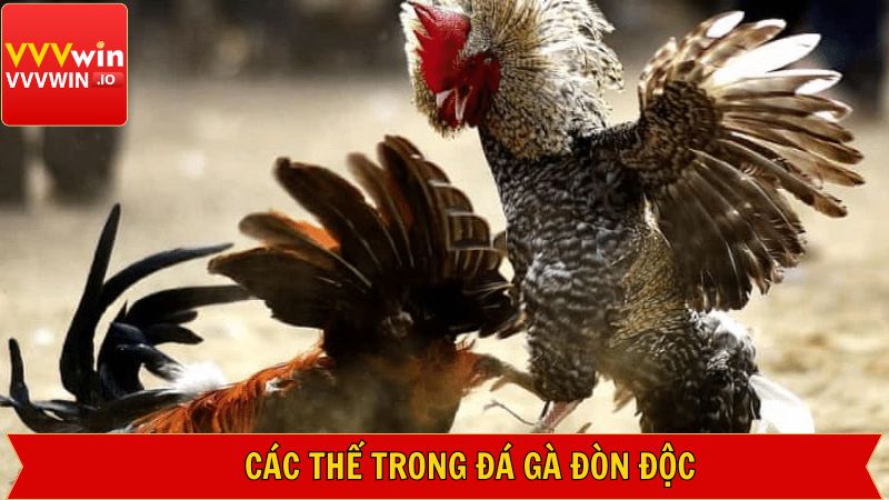 Đá Gà Đòn Độc - Chiến Lược Đỉnh Cao Trong Trận Đấu Tại Vvvwin 3 Chiến thuật gà đá đòn độc khiến đối thủ không kịp phản ứng