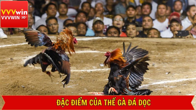 Thế Gà Đá Dọc - Tổng Hợp Điểm Nhận Biết Từ Vvvwin 4 Những đặc điểm nhận dạng dành cho hội viên