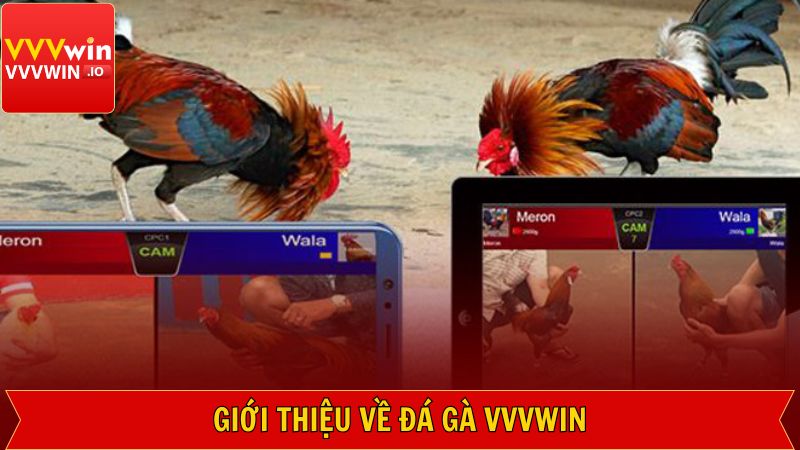 Đá Gà Vvvwin - Sảnh Cá Cược Kịch Tính, Hàng Đầu Năm 2025 1 Khái quát về điểm đến thú vị tại Vvvwin
