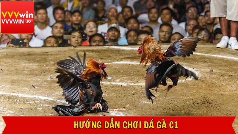 Đá Gà C1 - Cuộc Chiến Cực Kỳ Nảy Lửa Tại Nhà Cái Vvvwin 3 Khám phá cách thức cùng các quy định từ hệ thống