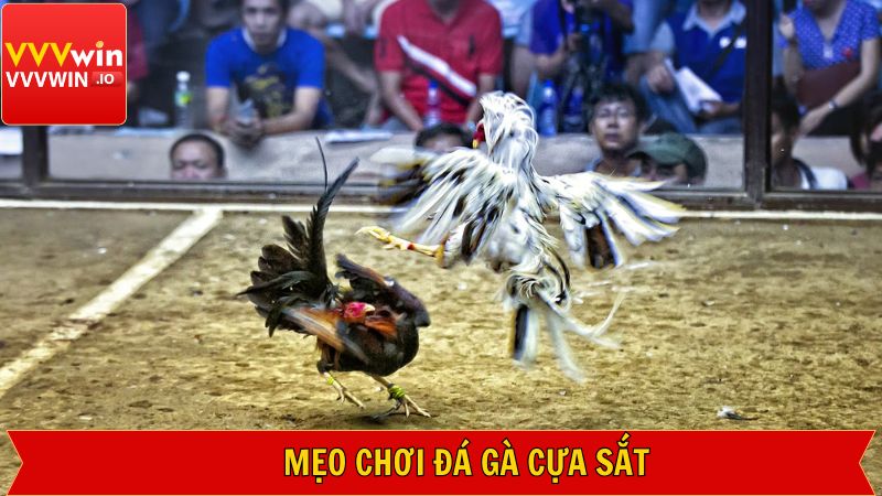 Đá Gà Cựa Sắt Với Những Trận Đấu Siêu Kinh Điển Tại Vvvwin 4 Bí kíp quan trọng các các trận đấu gà cựa sắt