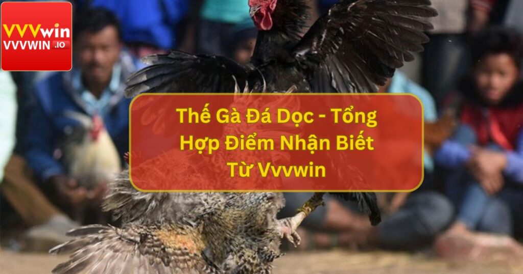 Thế Gà Đá Dọc - Tổng Hợp Điểm Nhận Biết Từ Vvvwin