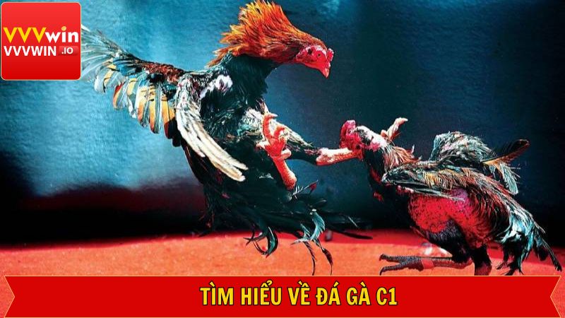 Đá Gà C1 - Cuộc Chiến Cực Kỳ Nảy Lửa Tại Nhà Cái Vvvwin 2 Giải mã cách hiểu về hình thức đá gà C1