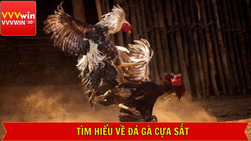 Đá Gà Cựa Sắt Với Những Trận Đấu Siêu Kinh Điển Tại Vvvwin 2 Đôi nét về hình thức đá gà cựa sắt trực tuyến