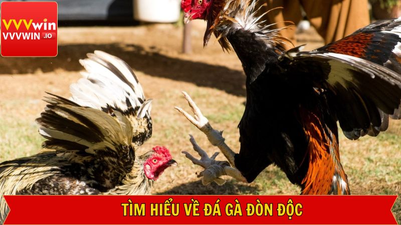 Đá Gà Đòn Độc - Chiến Lược Đỉnh Cao Trong Trận Đấu Tại Vvvwin 2 Các thông tin cần biết về chọi kê đòn độc