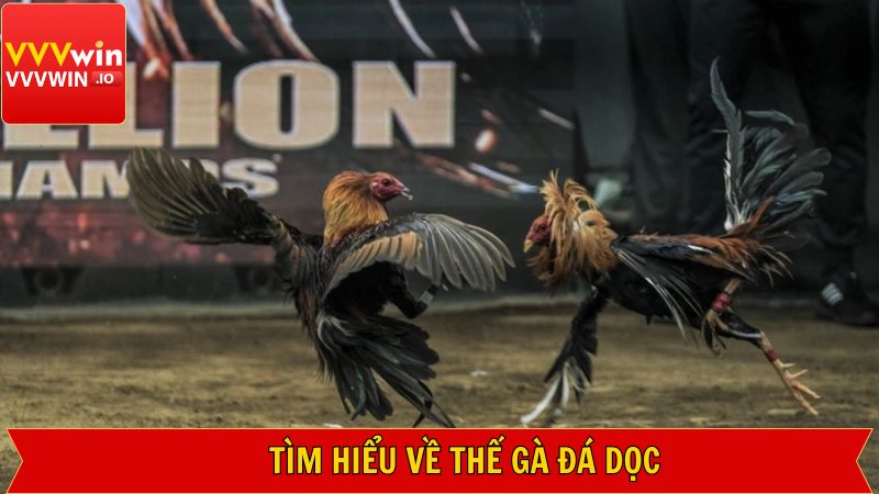 Thế Gà Đá Dọc - Tổng Hợp Điểm Nhận Biết Từ Vvvwin 2 Giải mã khái niệm về thế gà đá dọc