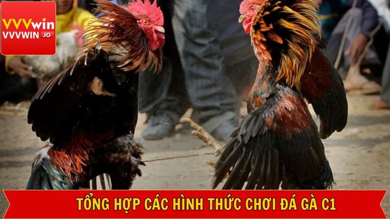Đá Gà C1 - Cuộc Chiến Cực Kỳ Nảy Lửa Tại Nhà Cái Vvvwin 4 Bật mí các thể loại đá gà C1 đang được ưa chuộng
