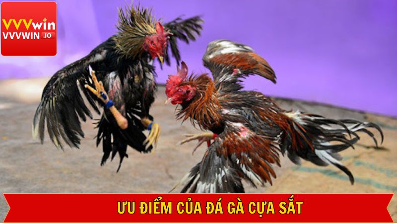 Đá Gà Cựa Sắt Với Những Trận Đấu Siêu Kinh Điển Tại Vvvwin 3 Ưu điểm khi cá cược chọi kê tại Vvvwin