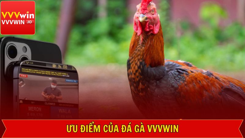 Đá Gà Vvvwin - Sảnh Cá Cược Kịch Tính, Hàng Đầu Năm 2025 2 Các lợi ích khi đến với đá gà Vvvwin