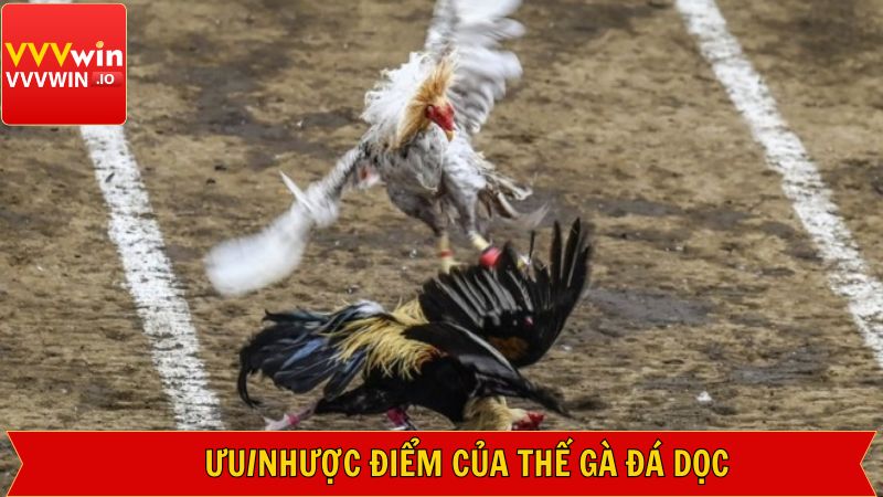 Thế Gà Đá Dọc - Tổng Hợp Điểm Nhận Biết Từ Vvvwin 3 Điểm mạnh và hạn chế của thế gà đá dọc